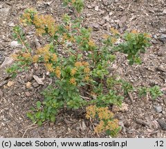 Spiraea nipponica White Carpet