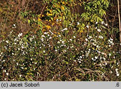 Symphoricarpos albus (śnieguliczka biała)