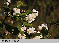 Symphoricarpos albus (śnieguliczka biała)