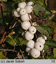 Symphoricarpos albus (śnieguliczka biała)