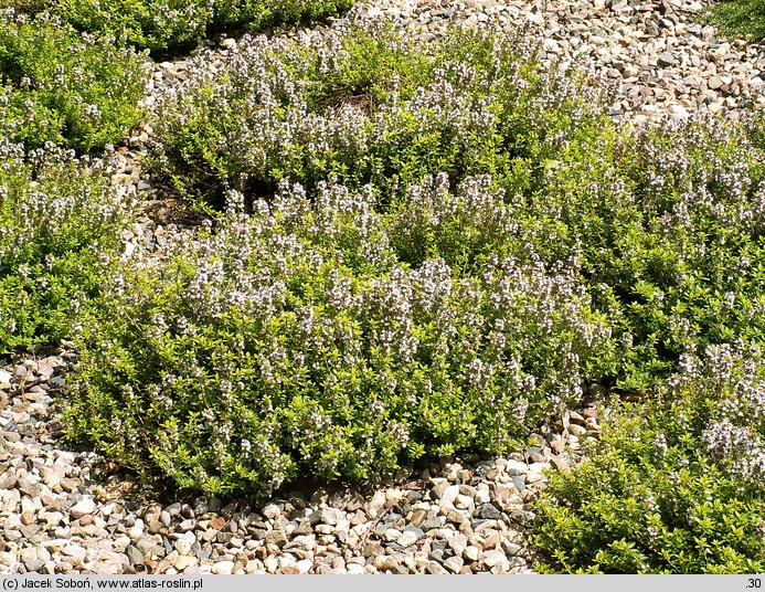 Thymus xcitriodorus