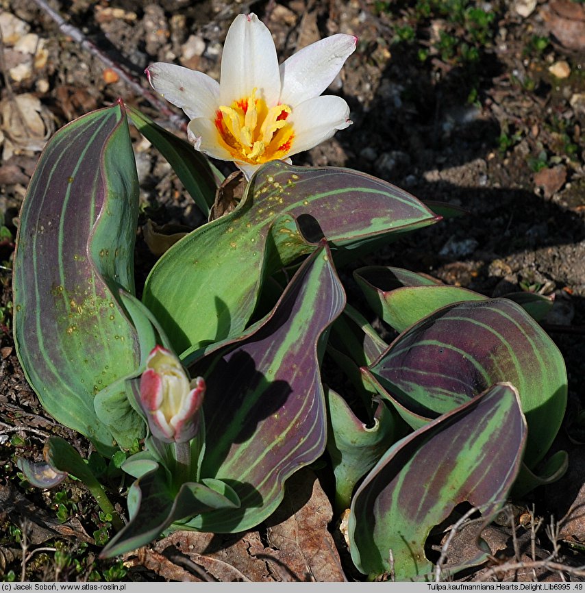 Tulipa Heart's Delight