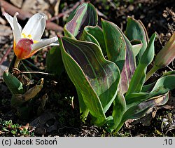 Tulipa Heart's Delight