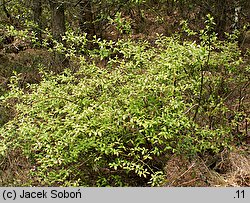 Vaccinium corymbosum (borówka wysoka)