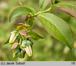 Vaccinium corymbosum (borówka wysoka)