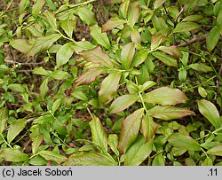 Vaccinium corymbosum (borówka wysoka)