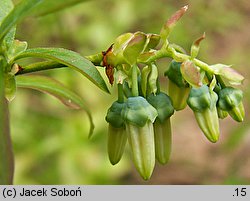 Vaccinium corymbosum (borówka wysoka)