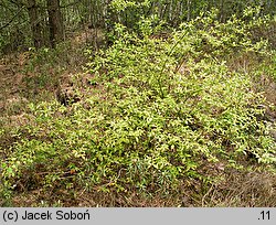 Vaccinium corymbosum (borówka wysoka)