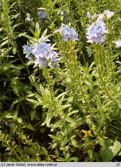 Veronica jacquinii