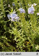 Veronica jacquinii