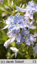 Veronica jacquinii