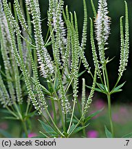 Veronicastrum virginicum (przetacznik wirginijski)