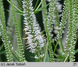 Veronicastrum virginicum (przetacznik wirginijski)