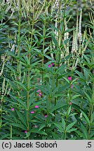 Veronicastrum virginicum (przetacznik wirginijski)