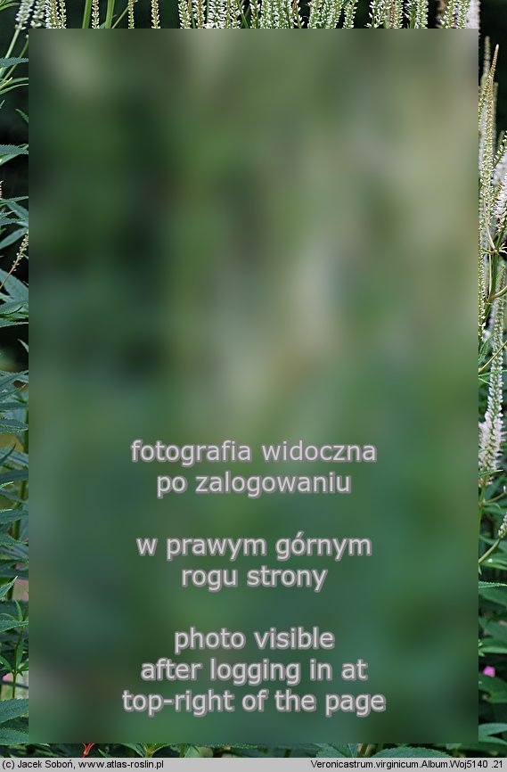 Veronicastrum virginicum (przetacznik wirginijski)