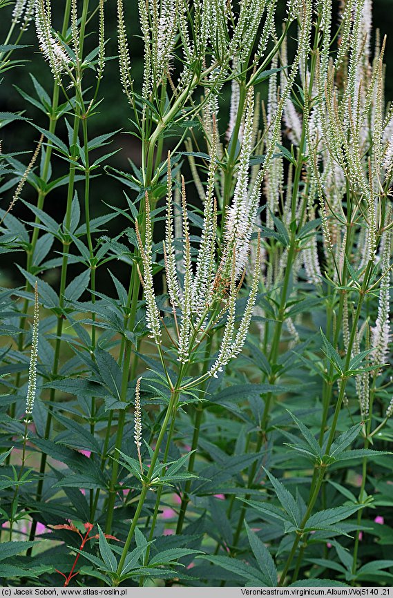 Veronicastrum virginicum (przetacznik wirginijski)