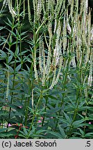 Veronicastrum virginicum (przetacznik wirginijski)