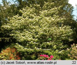 Viburnum plicatum