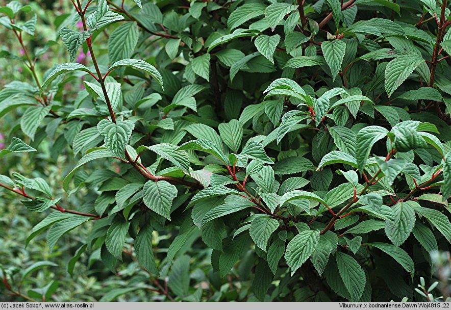 Viburnum ×bodnantense Dawn