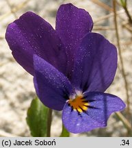 Viola tricolor ssp. curtisii (fiołek trójbarwny nadmorski)