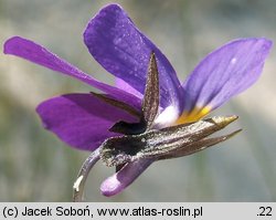 Viola tricolor ssp. curtisii (fiołek trójbarwny nadmorski)