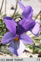 Viola tricolor ssp. curtisii (fiołek trójbarwny nadmorski)