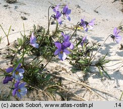 Viola tricolor ssp. curtisii (fiołek trójbarwny nadmorski)