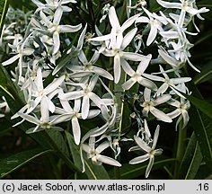 Amsonia tabernaemontana (amzonia nadreńska)