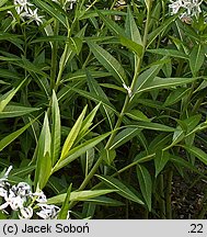 Amsonia tabernaemontana (amzonia nadreńska)