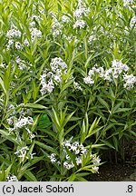 Amsonia tabernaemontana (amzonia nadreńska)