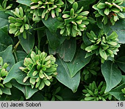 Abelia triflora (abelia trójkwiatowa)