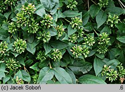 Abelia triflora (abelia trójkwiatowa)