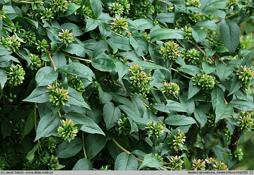 Abelia triflora (abelia trójkwiatowa)