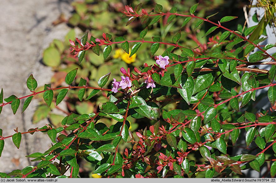 Abelia coreana Edward Gouche