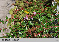 Abelia coreana Edward Gouche