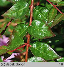 Abelia coreana Edward Gouche