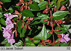 Abelia coreana Edward Gouche