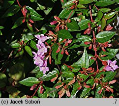 Abelia coreana Edward Gouche