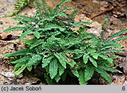 Adiantum imbricatum