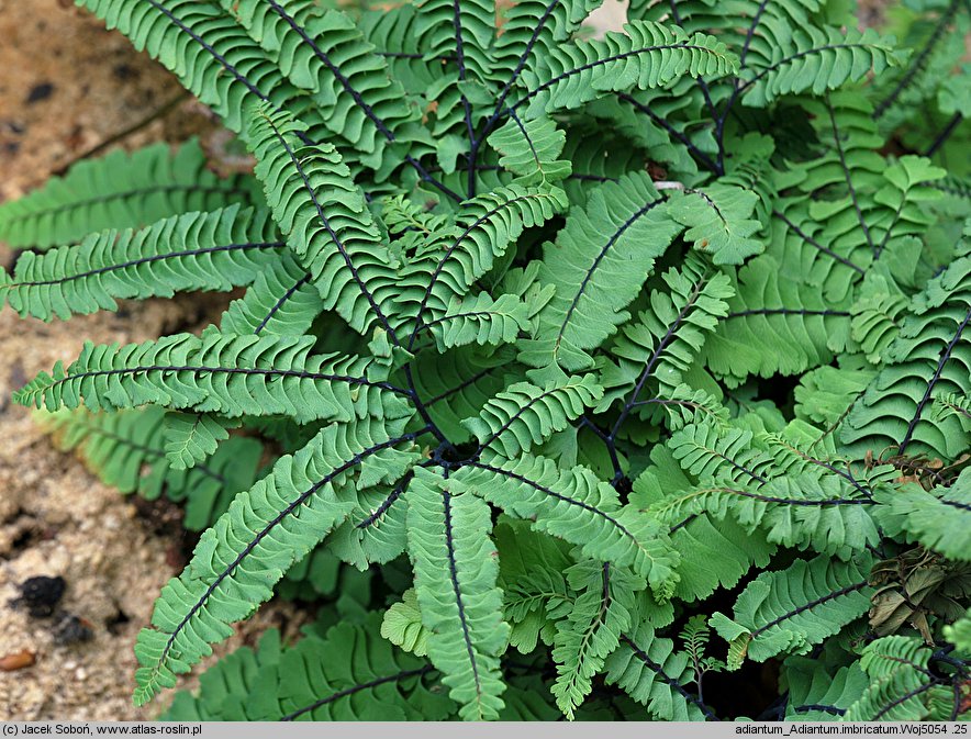 Adiantum imbricatum