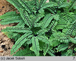 Adiantum imbricatum