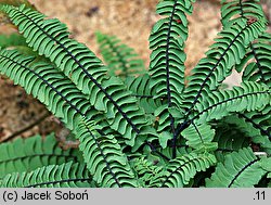 Adiantum imbricatum