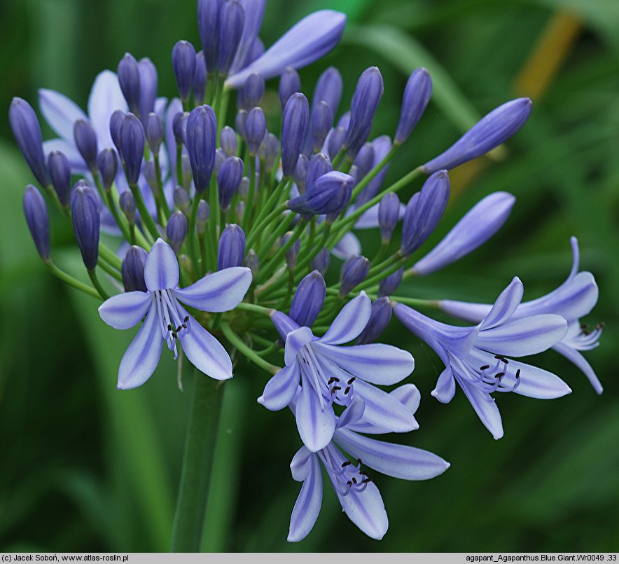 Agapanthus Blue Giant