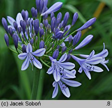 Agapanthus Blue Giant