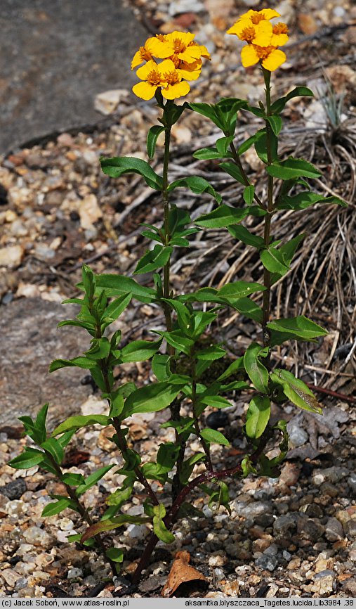 Tagetes lucida (aksamitka błyszcząca)