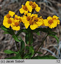 Tagetes lucida (aksamitka błyszcząca)