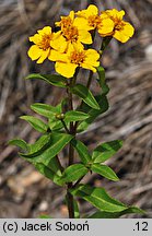 Tagetes lucida (aksamitka błyszcząca)