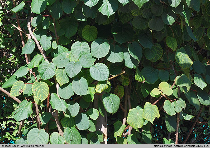 Actinidia chinensis var. chinensis (aktinidia chińska)