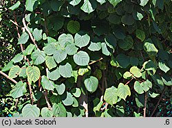 Actinidia chinensis var. chinensis (aktinidia chińska)