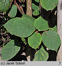 Actinidia chinensis var. chinensis (aktinidia chińska)